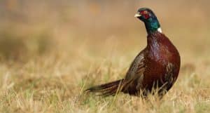 Ring-neck or Common Pheasant