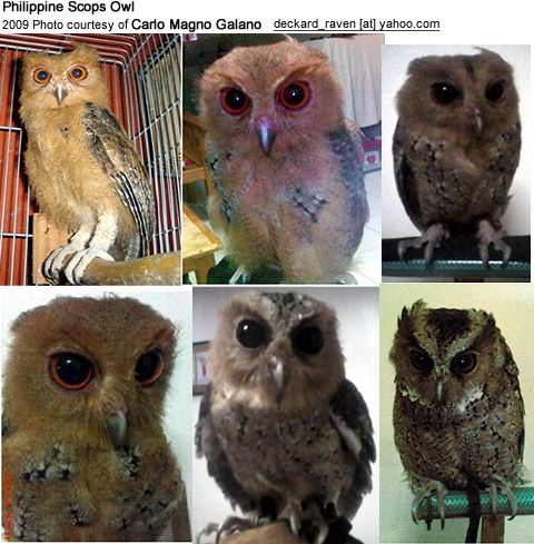 philippine scops owl