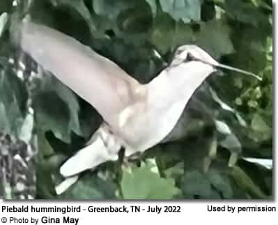 Piebald hummingbird - Greenback, TN - July 2022