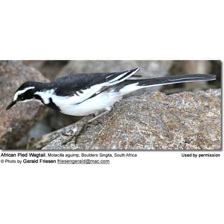 Pied Wagtail