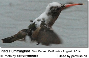 Pied Hummingbird in California