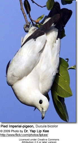 Pied Imperial Pigeons