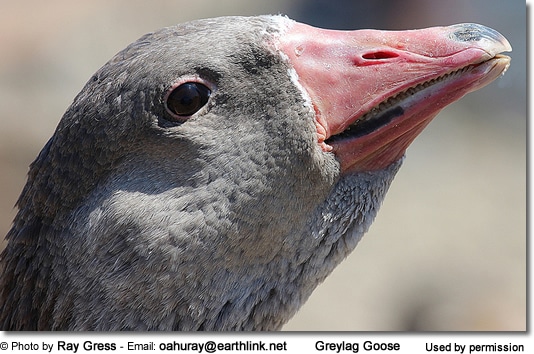 Greylag Goose