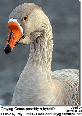 Greylag Goose - Possibly a Hybrid