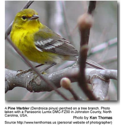 Pine Warbler