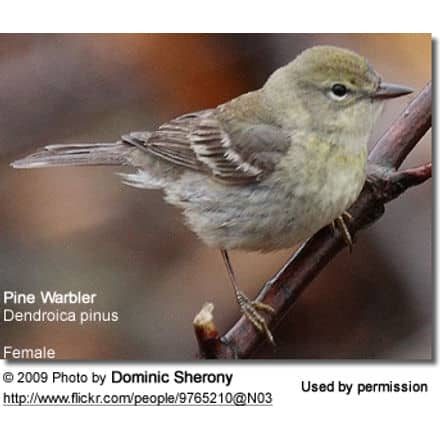 Pine Warbler female