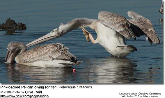 Pink-backed Pelican diving for fish