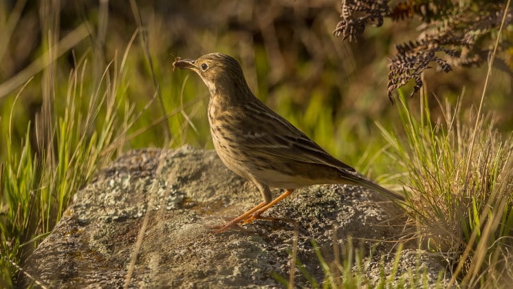 pipit with bug