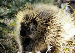 Porcupines Have Little To Fear