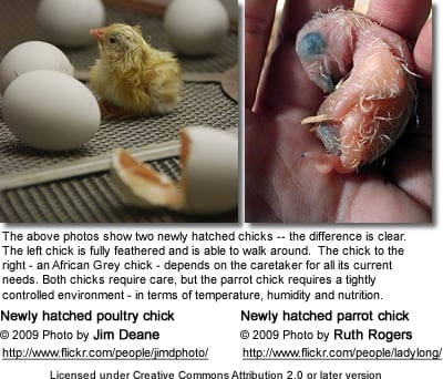 Poultry Chick vs. Parrot Chick