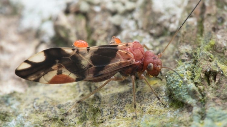 psocoptera on bark