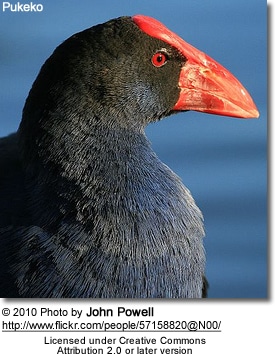 Pūkeko