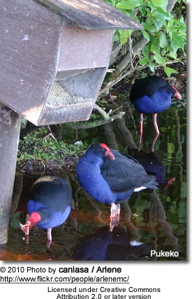 Pukeko