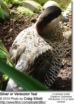 Puna Silver Teal Duck (Anas versicolor puna)