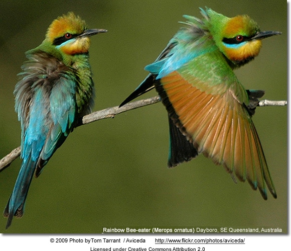 Two colorful Rainbow Bee-eaters perch on a branch, exuding vibrant energy. The bird on the left has fluffed-up plumage, while the one on the right has its wings partially open, showcasing bright blue, green, and yellow feathers. Amidst them are fleeting glimpses of Indian Blue Robins flitting through the blurred greenery.