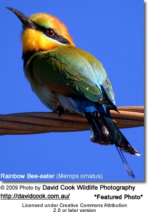 Plumage deficits in rainbow bee-eaters. There is bilaterally