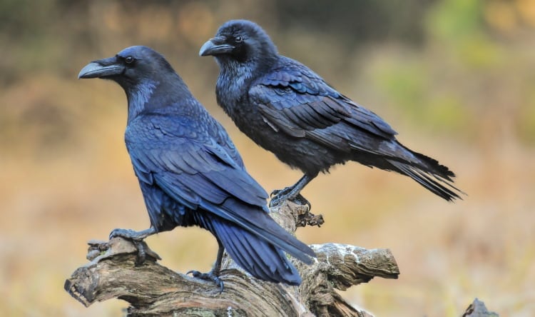 The Pecking Order of Rooks