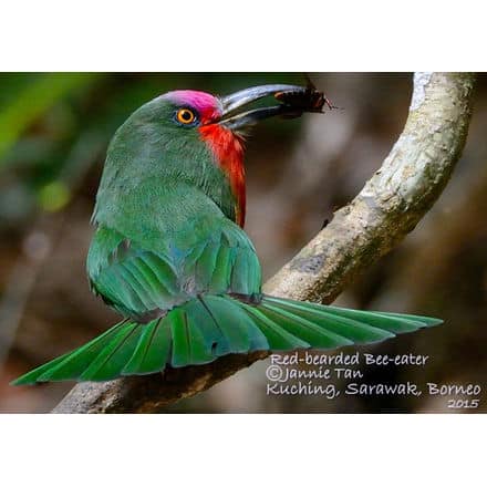 Red-bearded Bee-eater - Male