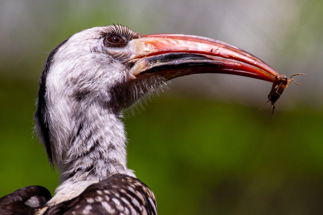 The Red-Billed Hornbill With An Insect