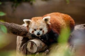 red panda in captivity