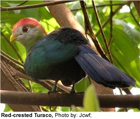 Red-crested Turaco