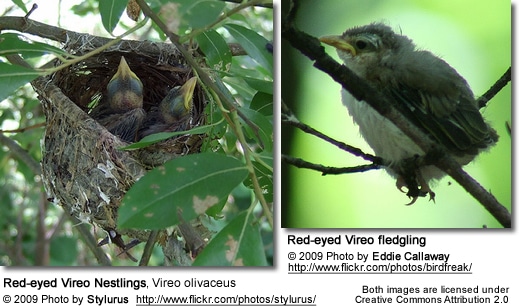 Red-eyed Vireo Chicks and Fledgling