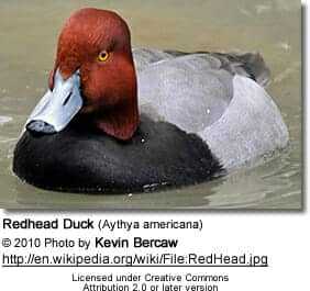 Redhead Duck (Aythya americana)