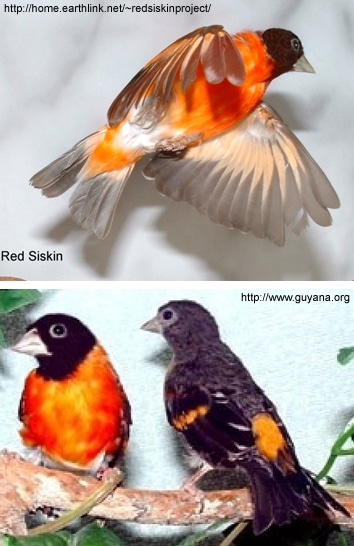 redsiskin