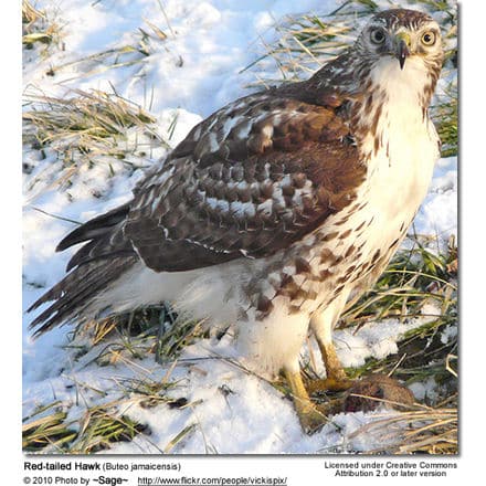 Red-tailed Hawk (Buteo jamaicensis) 