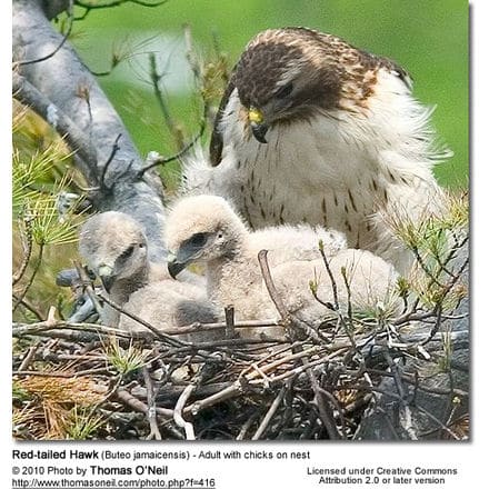 Red-tailed Hawk (Buteo jamaicensis) - Adult with chick