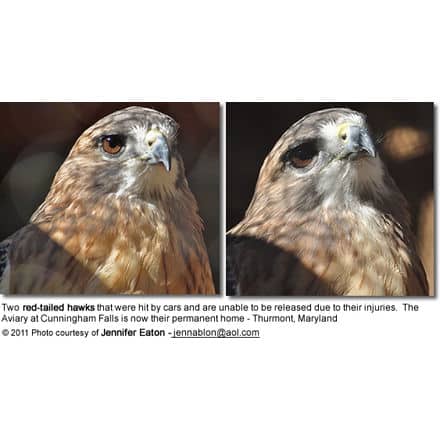 Two red-tailed hawks that were hit by cars and are unable to be released due to their injuries. The Aviary at Cunningham Falls is now their permanent home - Thurmont, Maryland