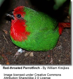 Red-throated Parrotfinch