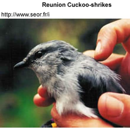 Reunion Cuckoo Shrike
