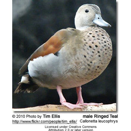 Ringed Teal