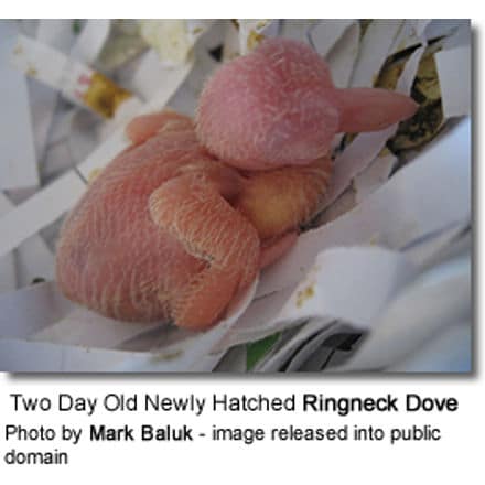 Ringneck Dove chick