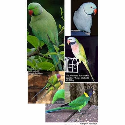 Asiatic, African Parakeets