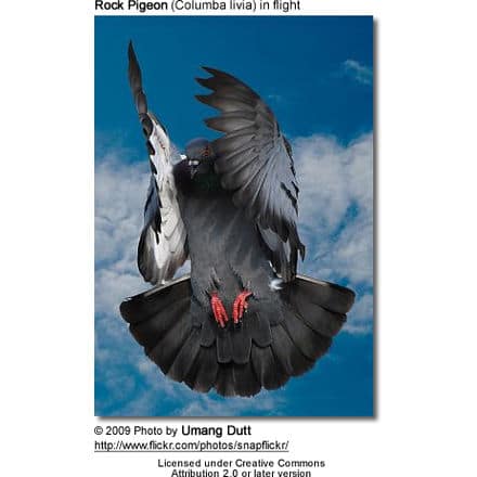 Rock Pigeon in flight
