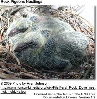 Rock Pigeon Nestlings