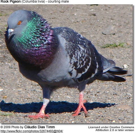 Homing Pigeons Remember Routes for Years