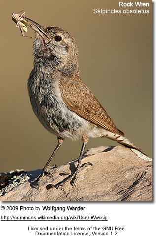 Rock Wren