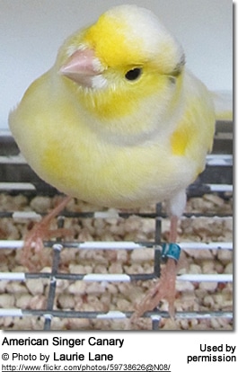 Roller Canaries