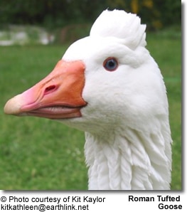 Roman Tufted Goose