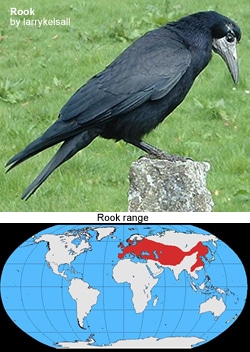Why is a Rook Called a Rook