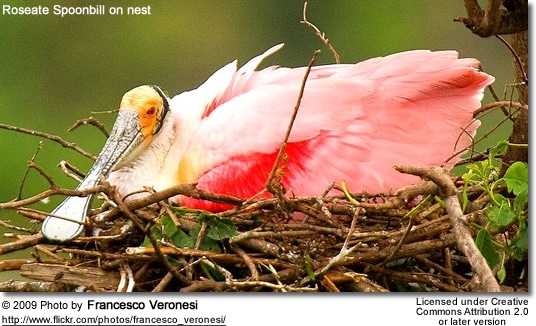 Roseate Spoonbill on nest