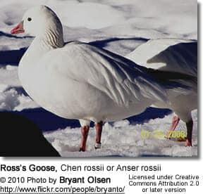 Ross’s Goose, Chen rossii or Anser rossii