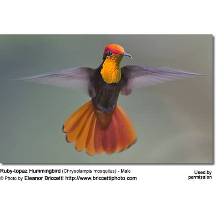 Ruby-topaz Hummingbirds