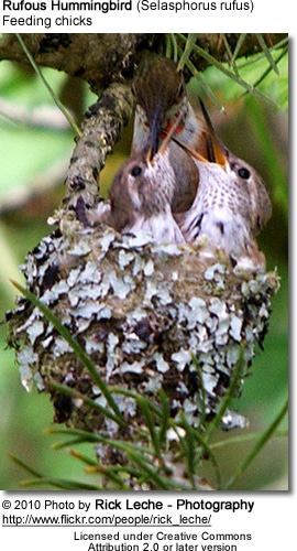 Rufous Hummingbird