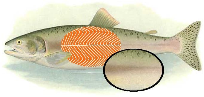 fish muscle myomere highlight