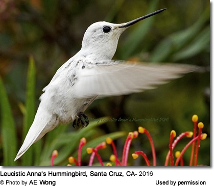 White Ana's Hummingbird in Santa Cruz, CA