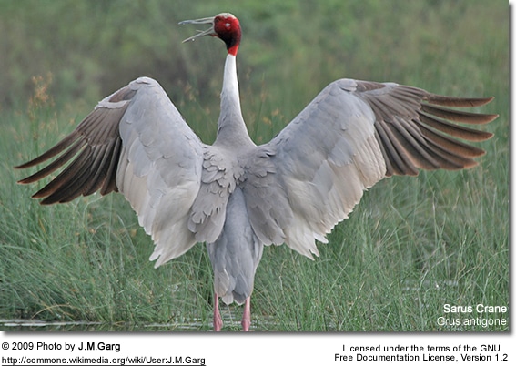 Sarus Crane - spreading its wings